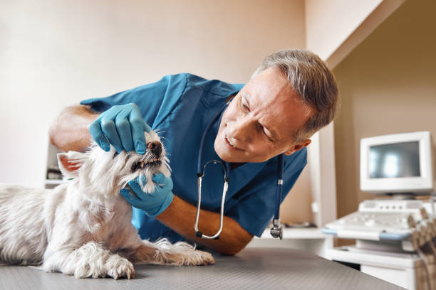 Best Mobile Emergency Dentist in Carthage, NC